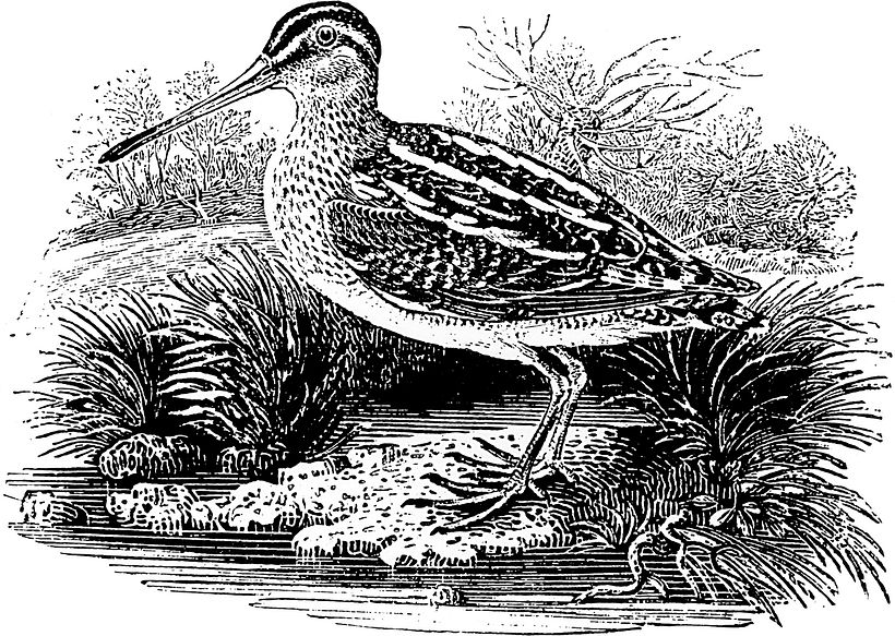 Thomas Bewick (1753-1828).