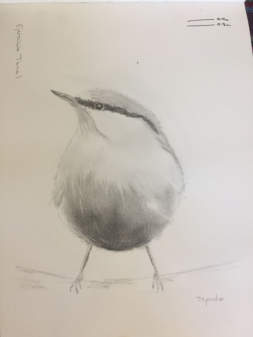 Mi Proyecto del curso: Acuarela artística para ilustración de aves 2