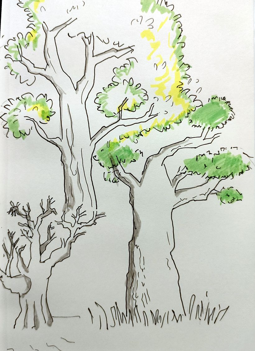 Tree Study  1