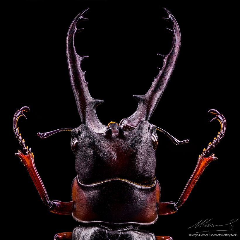 Lucanus Cervus, MACRO EXTREMO. 2