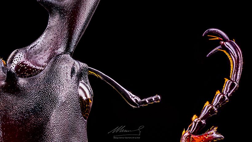 Lucanus Cervus, MACRO EXTREMO. 6