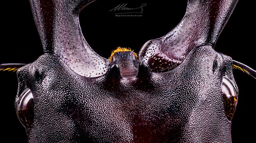 Lucanus Cervus, MACRO EXTREMO. 7