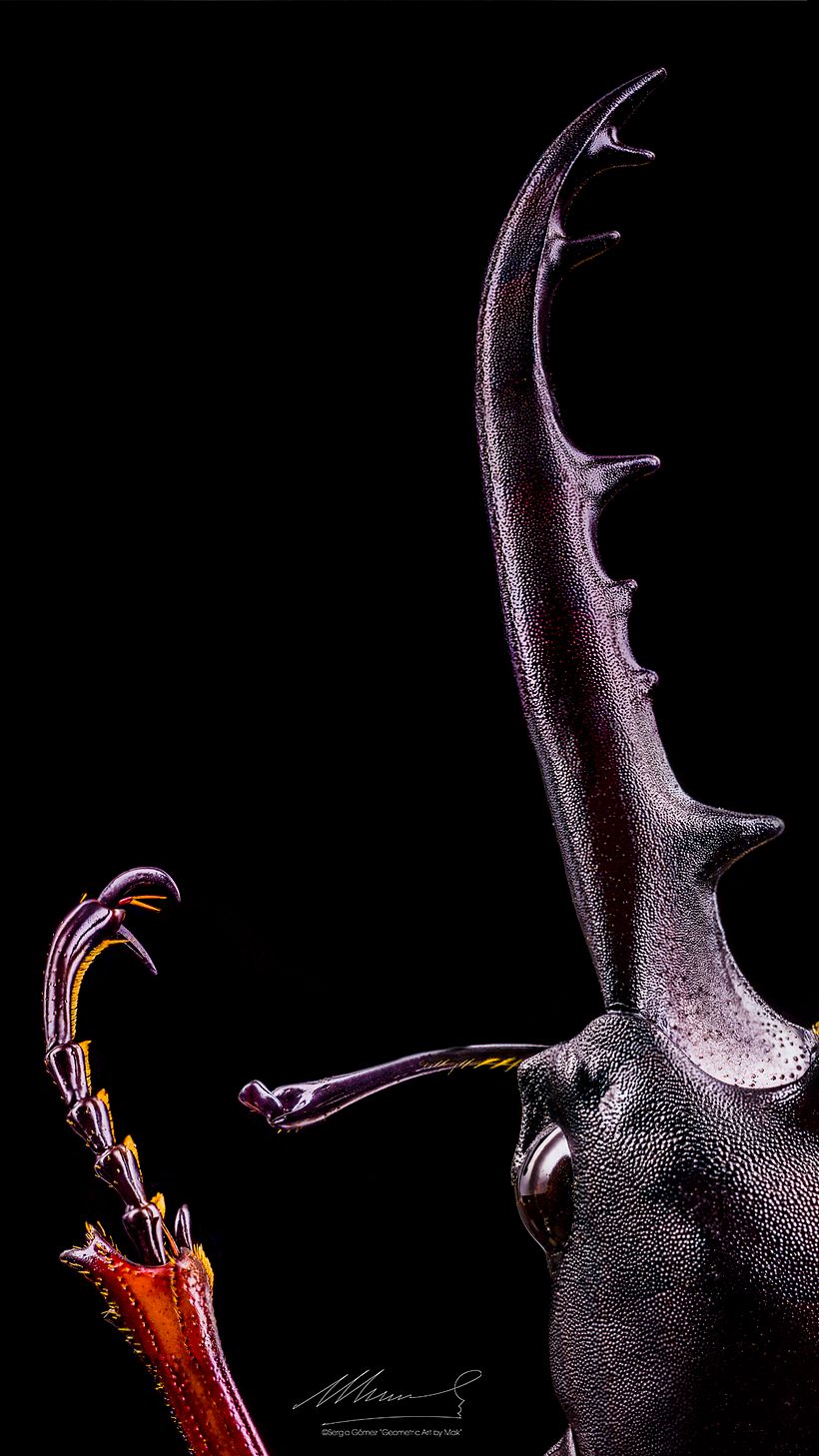 Lucanus Cervus, MACRO EXTREMO. 10