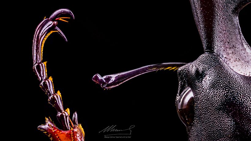 Lucanus Cervus, MACRO EXTREMO. 11