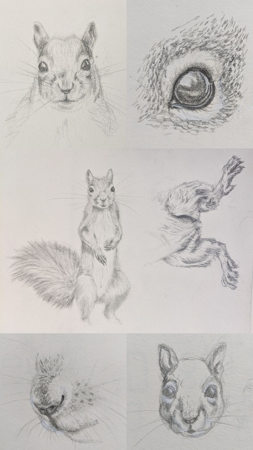 Embroidery subject: American Red Squirrel, reference photo sketches exploration
