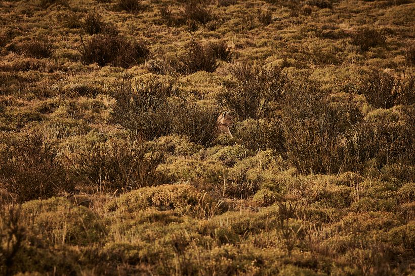 Chasing Pumas | Leona Amarga 13