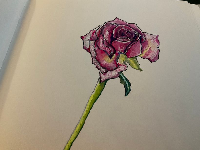 Pink Rose 