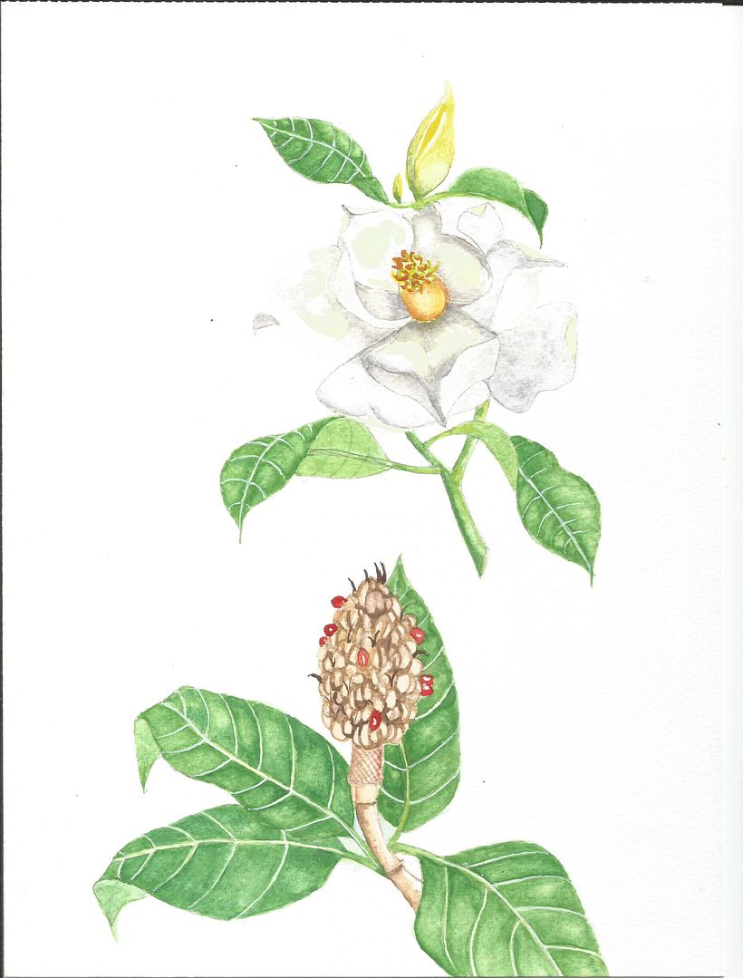 Lilia Michel_Magnolia Branca