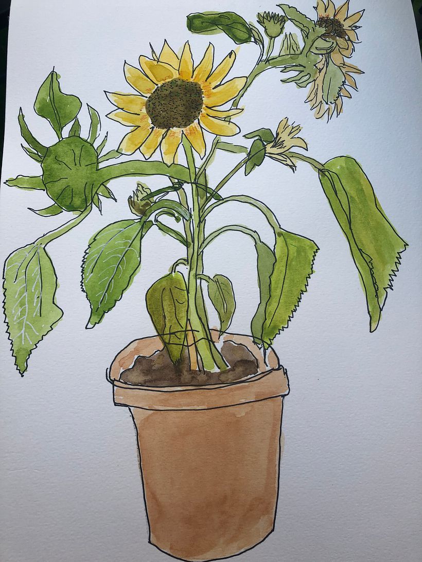 Meditative drawing of a sunflower