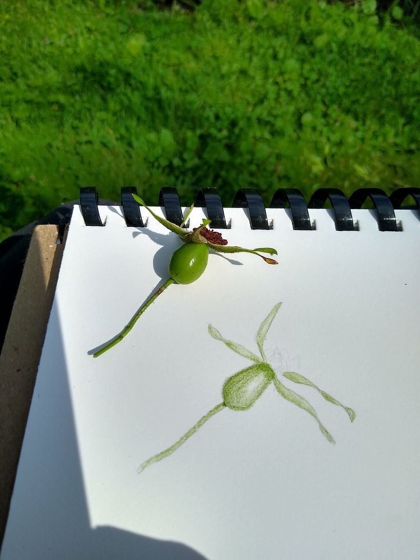 Botanical illustration projects 1