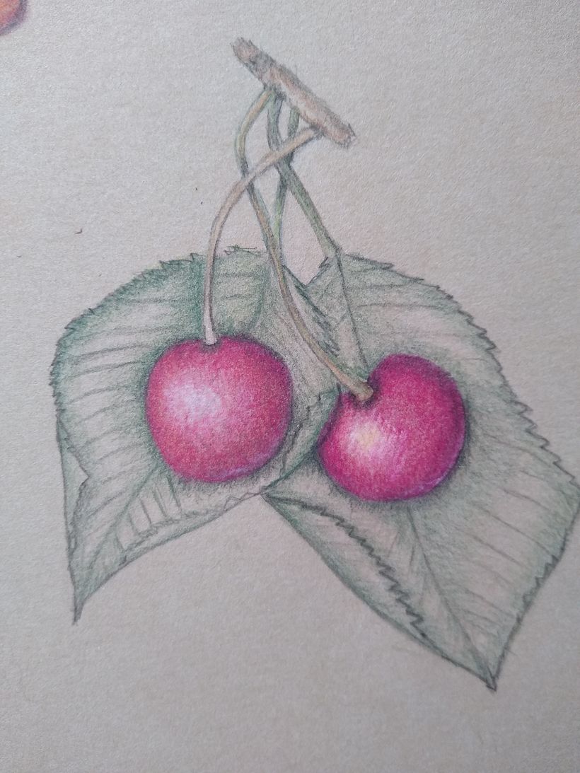 Botanical illustration projects 2