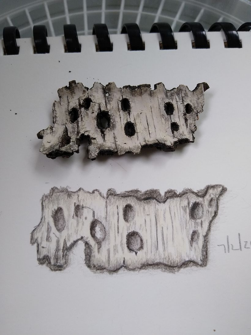 Botanical illustration projects 3