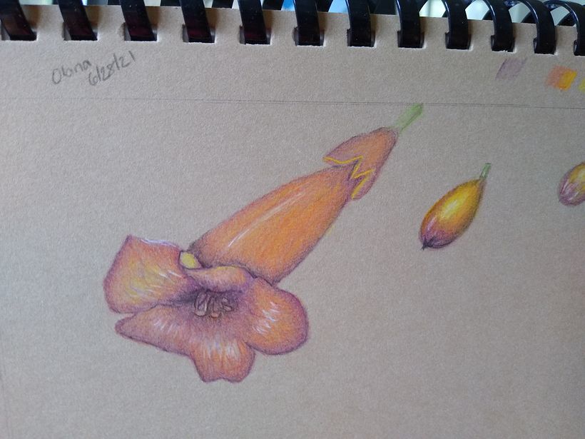 Botanical illustration projects 4