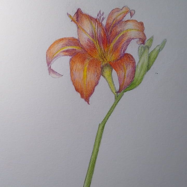 Botanical illustration projects 5