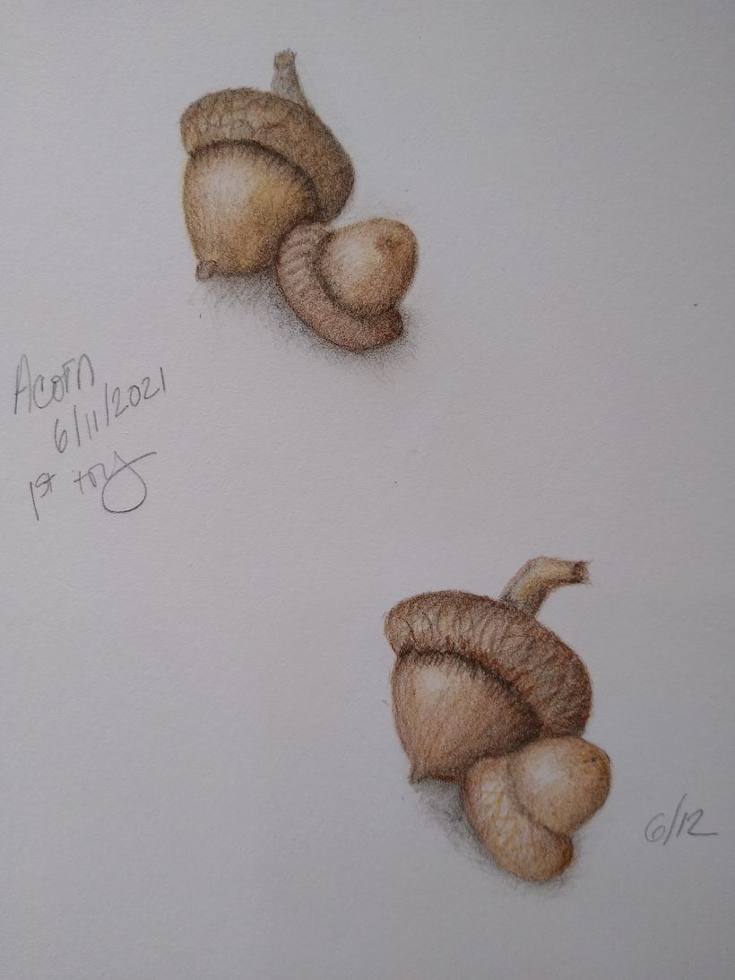 Botanical illustration projects 6