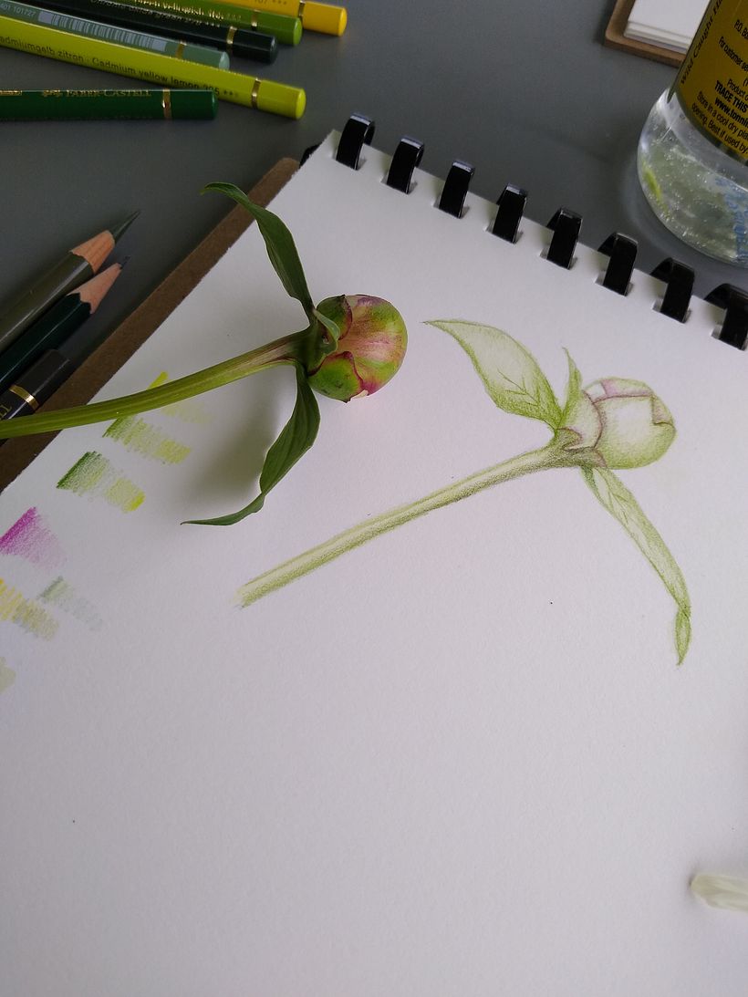 Botanical illustration projects 7