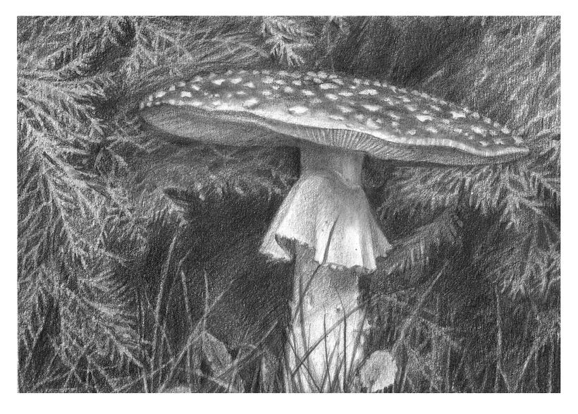 Fly agaric