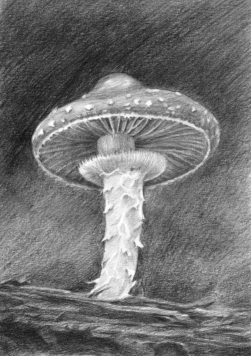 Fly agaric