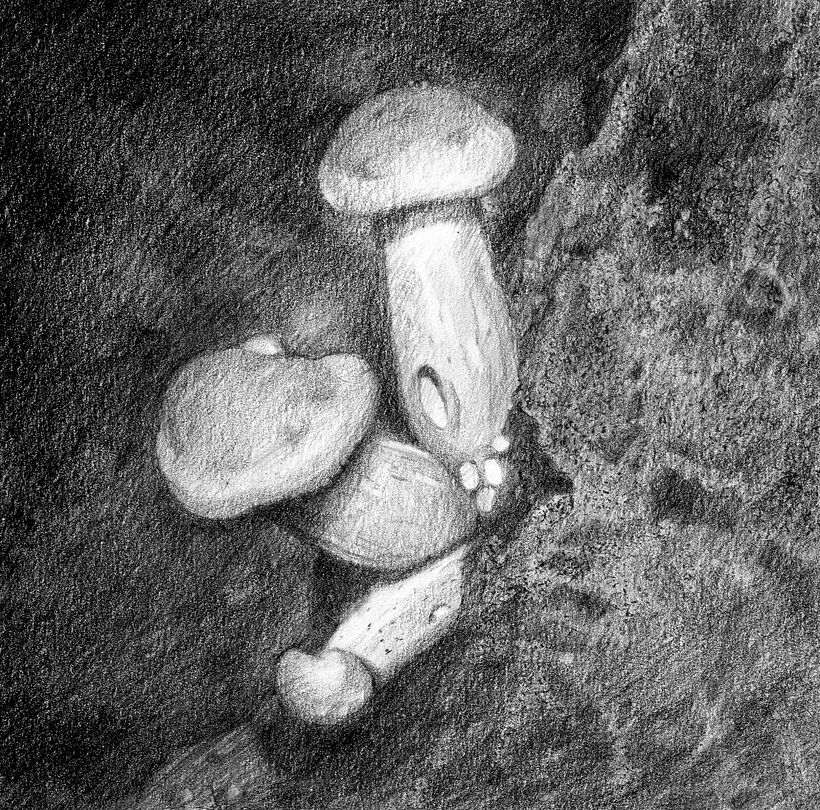 Honey mushrooms