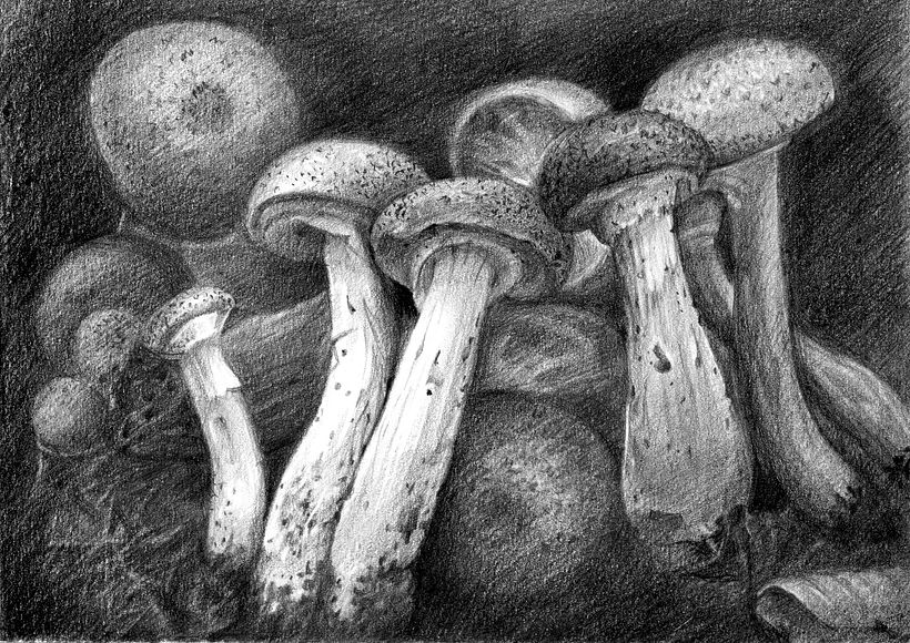 Honey mushrooms