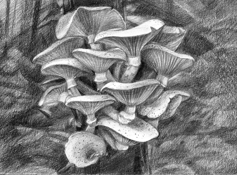 Honey mushrooms