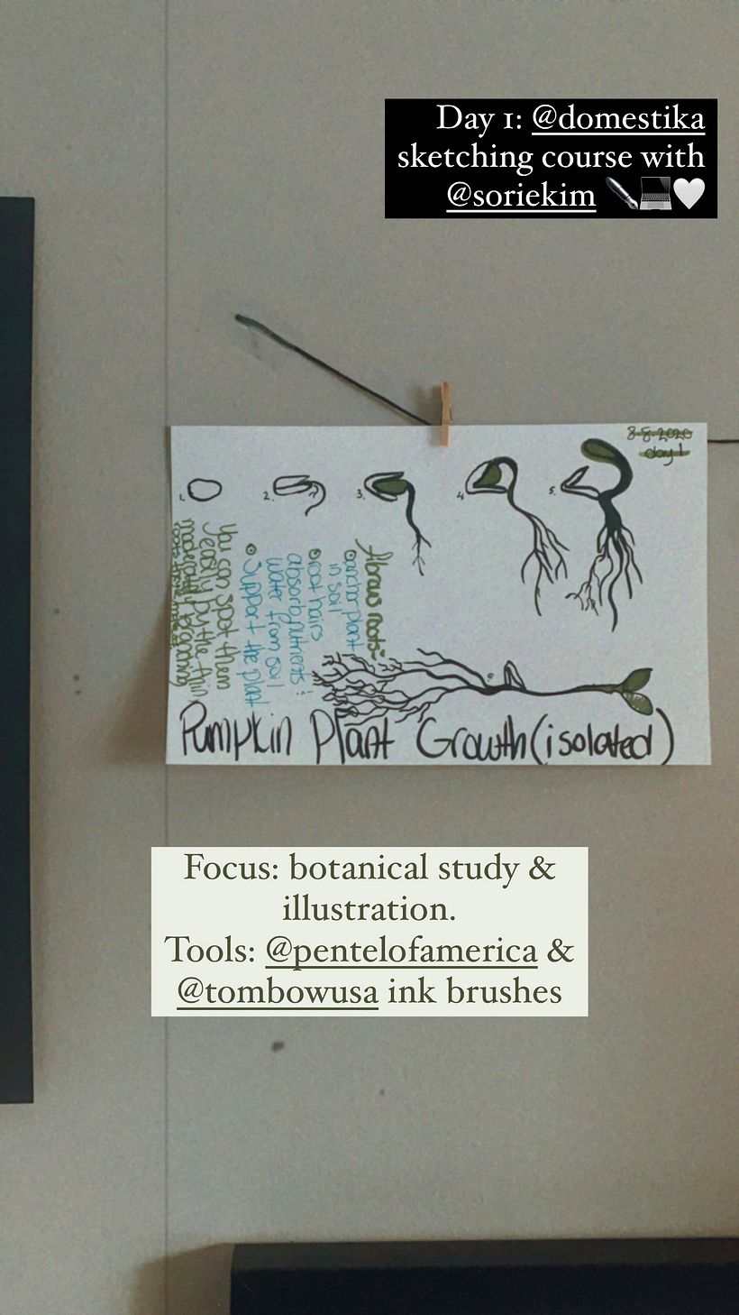 Day 1: Pumpkin Plant Growth Sketch