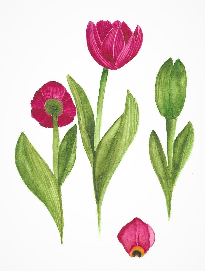 My project in Botanical Illustration with Watercolors course 6