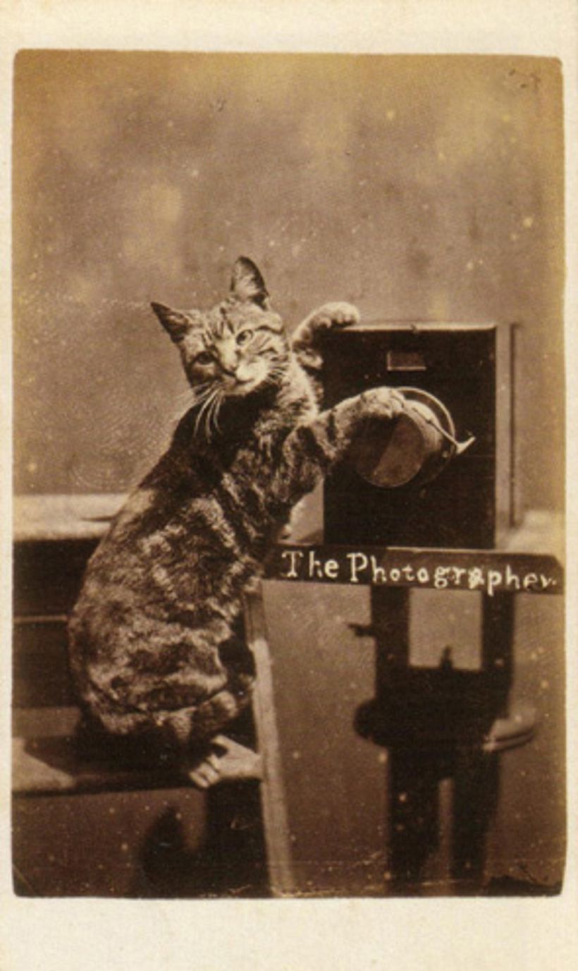 Una delle foto di gatti di Harry Pointer.
