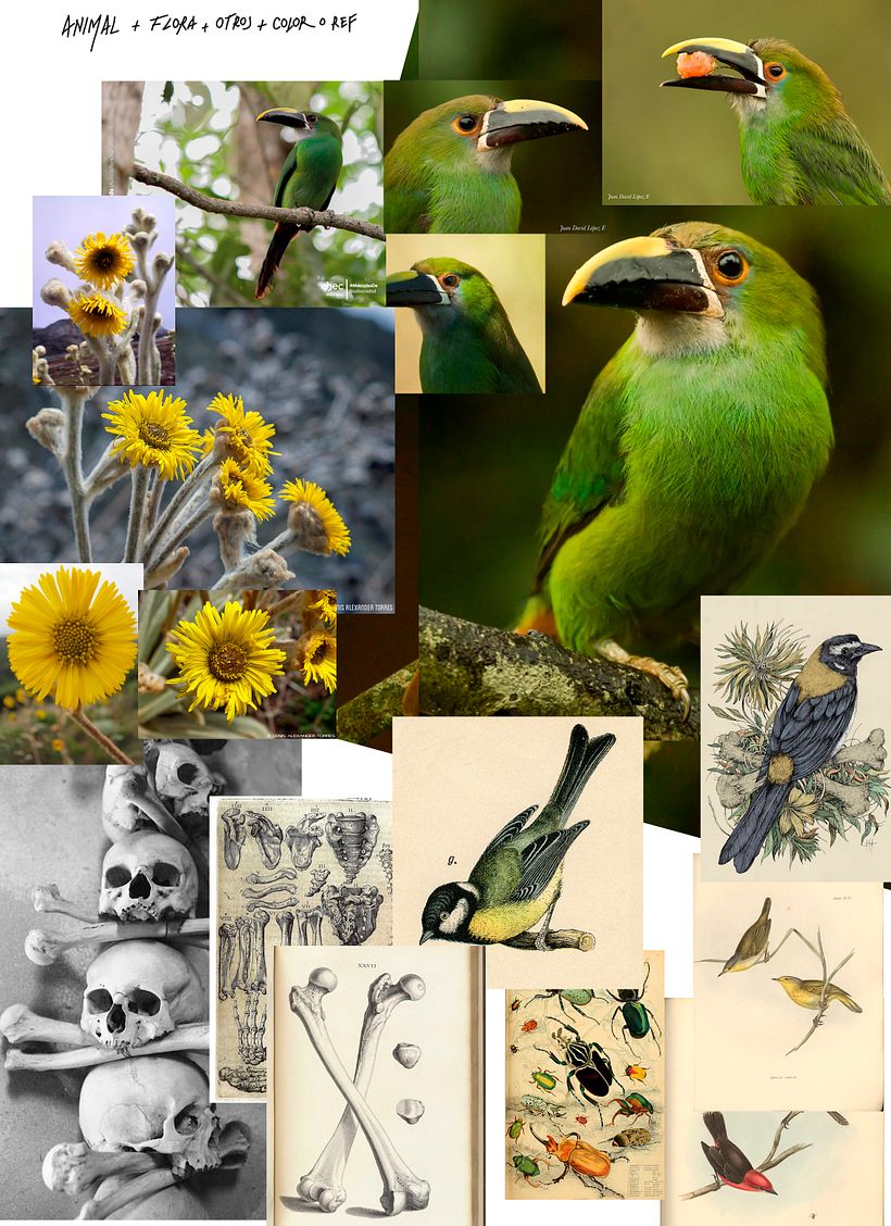 Ilustración naturalista con bolígrafo 3