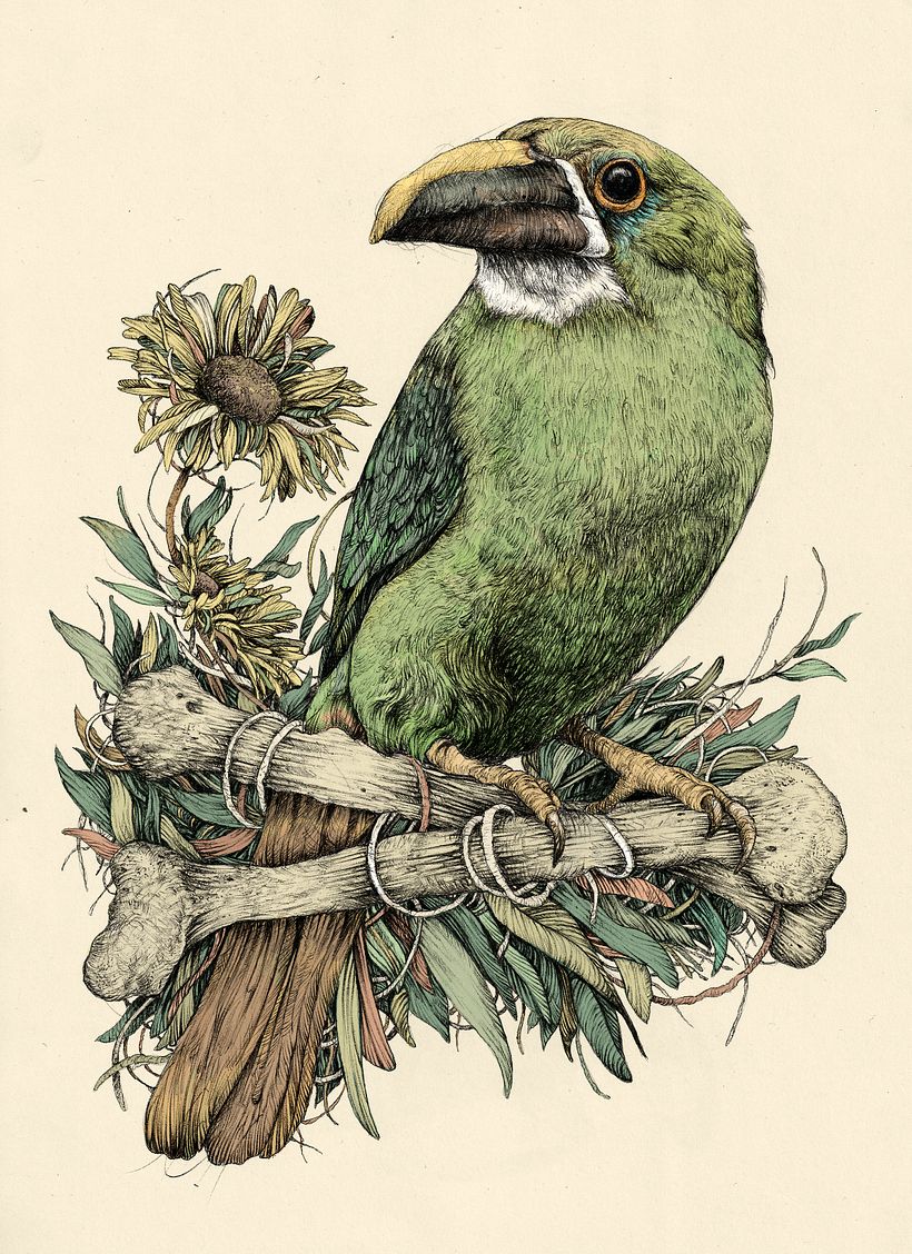 Ilustración naturalista con bolígrafo 23