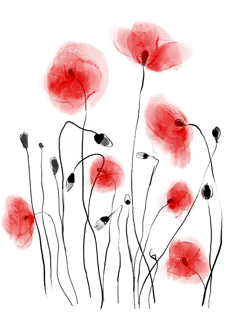 Stylized poppy flowers drawing