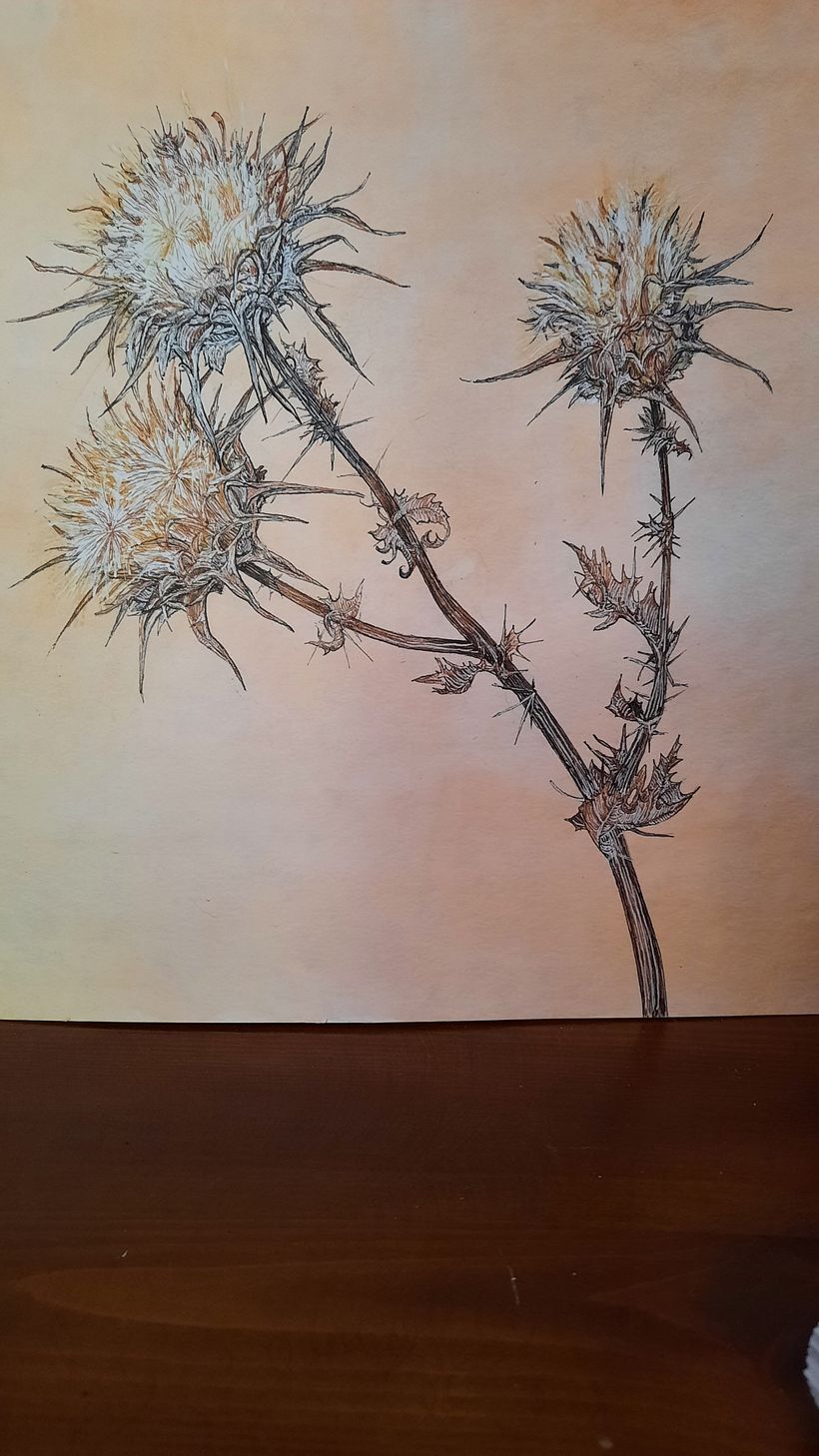 Il mio progetto del corso   Sketchbook botanico: un approccio meditativo 5