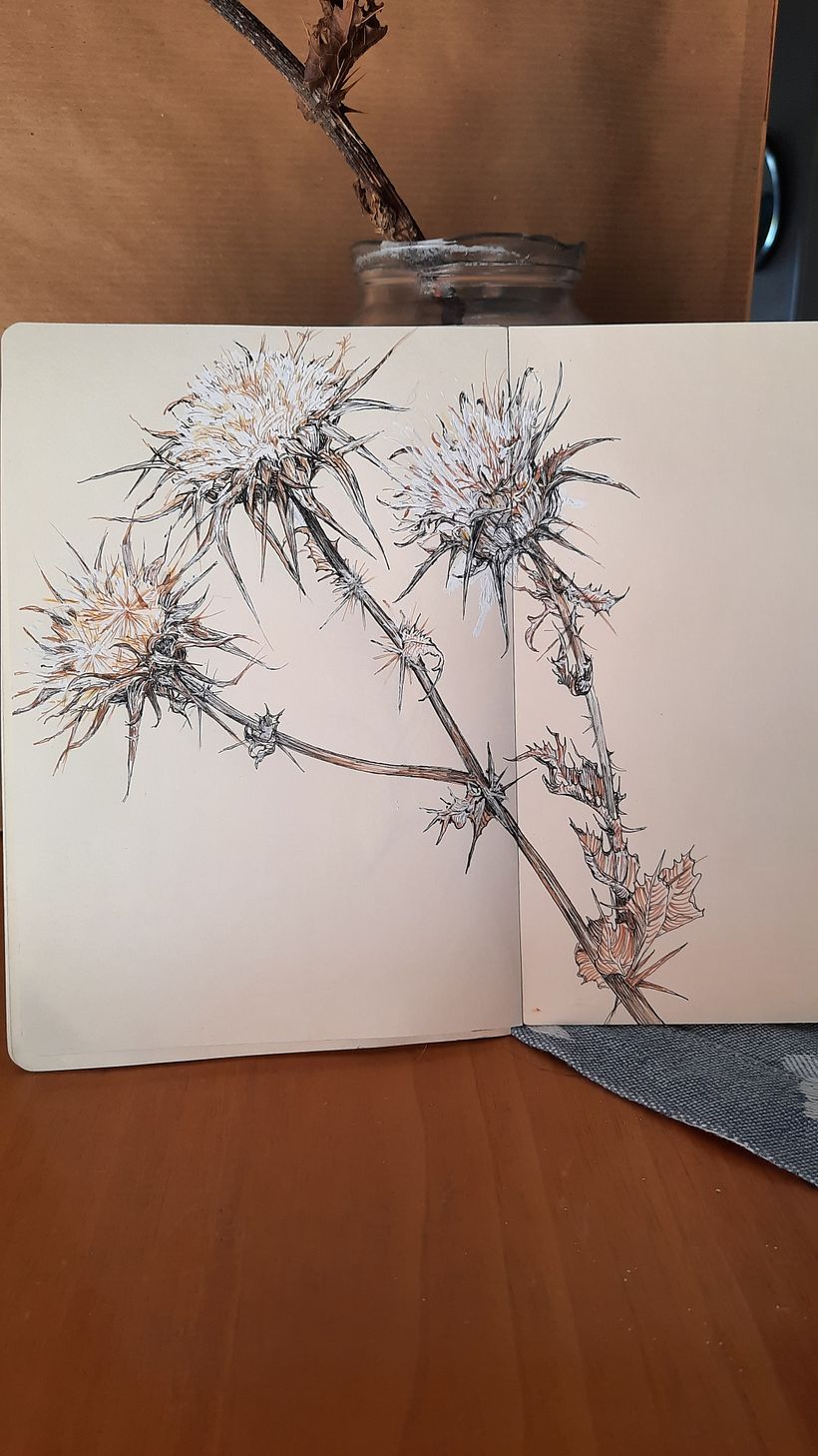 Il mio progetto del corso   Sketchbook botanico: un approccio meditativo 6