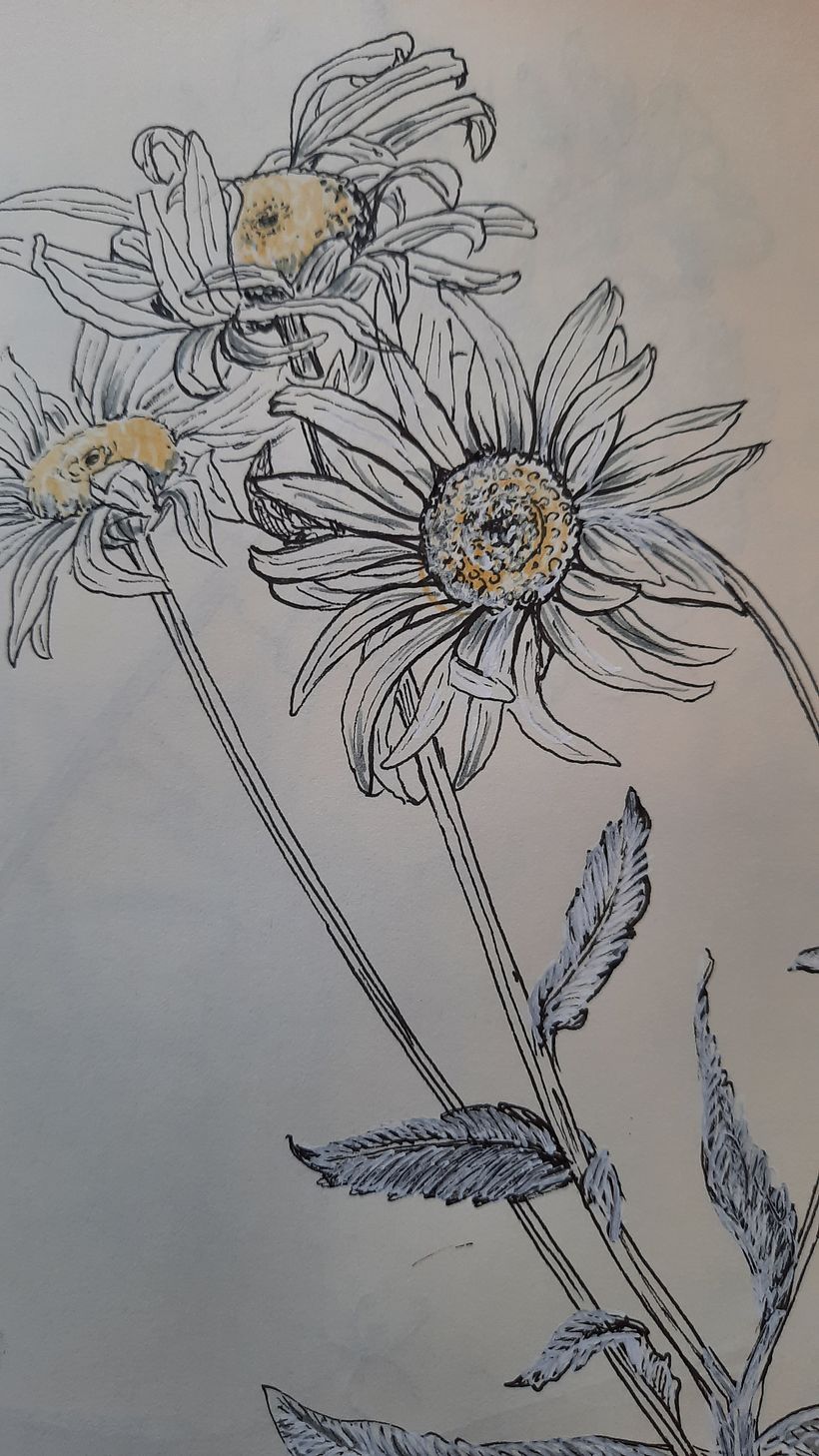 Il mio progetto del corso   Sketchbook botanico: un approccio meditativo 7