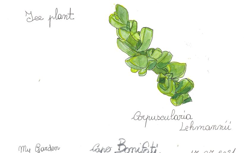 Il mio progetto del corso:  Sketchbook botanico: un approccio meditativo 3