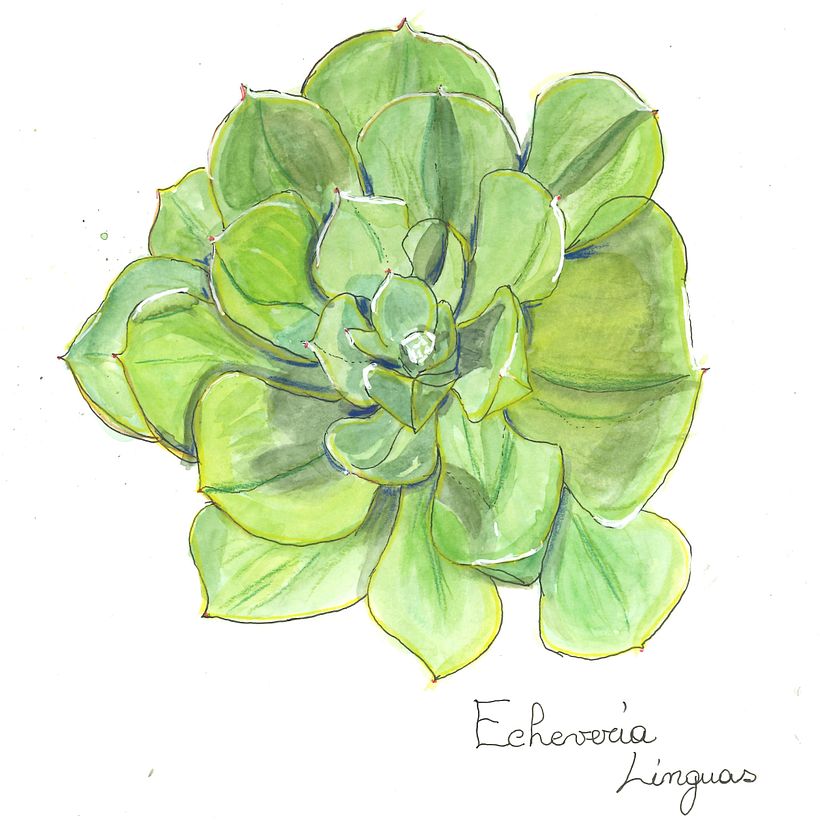 Il mio progetto del corso:  Sketchbook botanico: un approccio meditativo 4