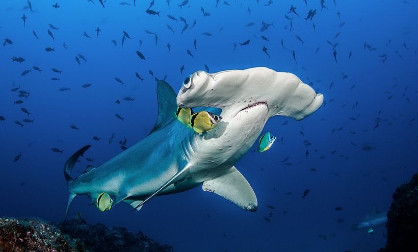 Edwar has won awards for his work on hammerhead sharks, which are an endangered species.