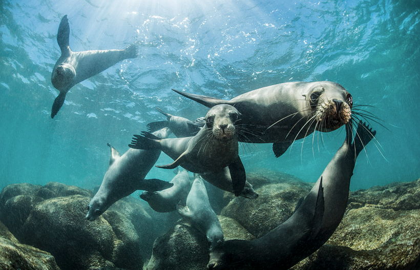 Often even the animals become intrigued by his work.