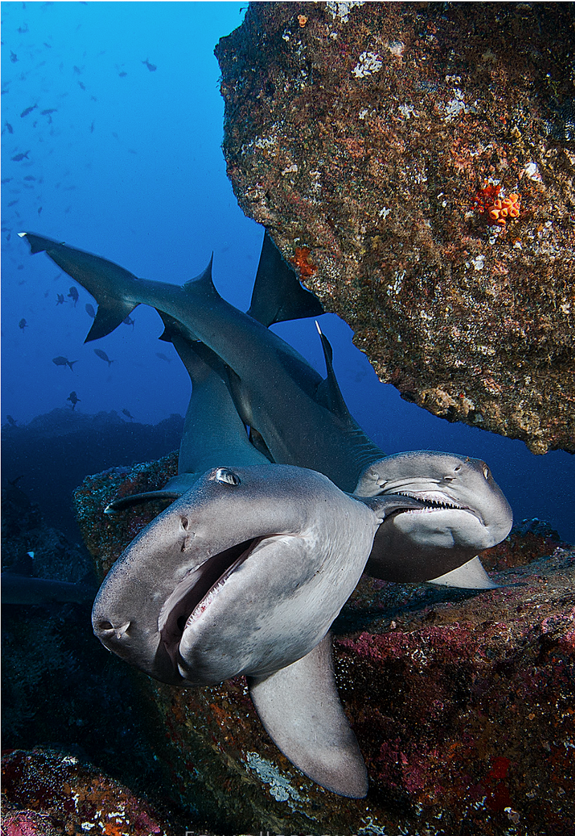 "It is normal to feel afraid under water," says Edwar.