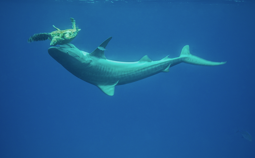 Edwar’s mission is to observe the natural behavior of the animals without interfering.