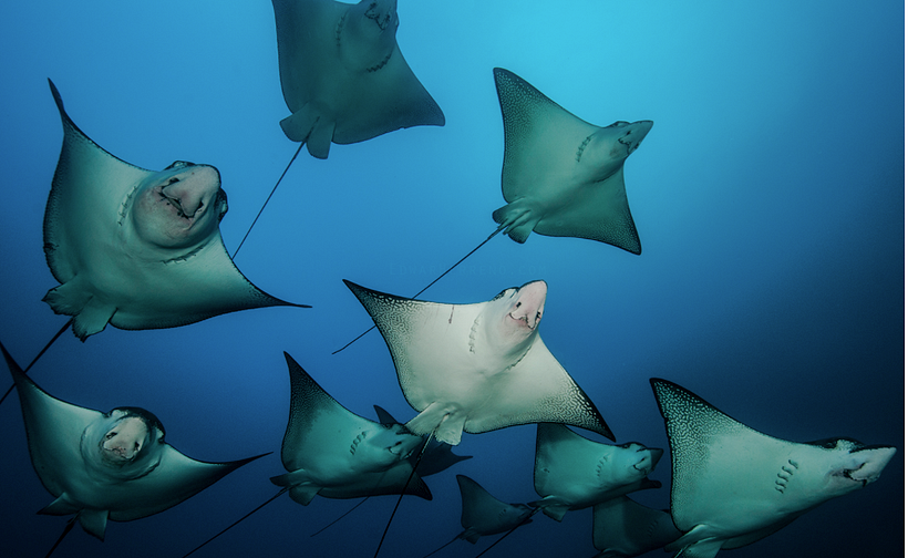 Edwar takes a non-invasive approach to his work.