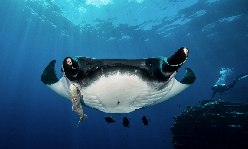 Edwar takes a non-invasive approach to his work.