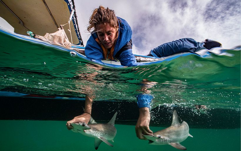 Biologists pictured working with hammerhead shark pups in the Galápagos.