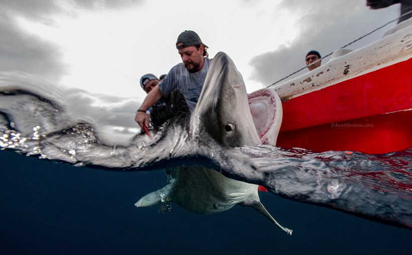 Biologists pictured working with sharks in Galápagos.