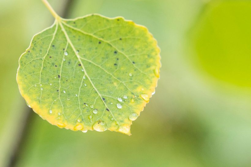 Ejemplo de una fotografía tomada con un objetivo macro.
