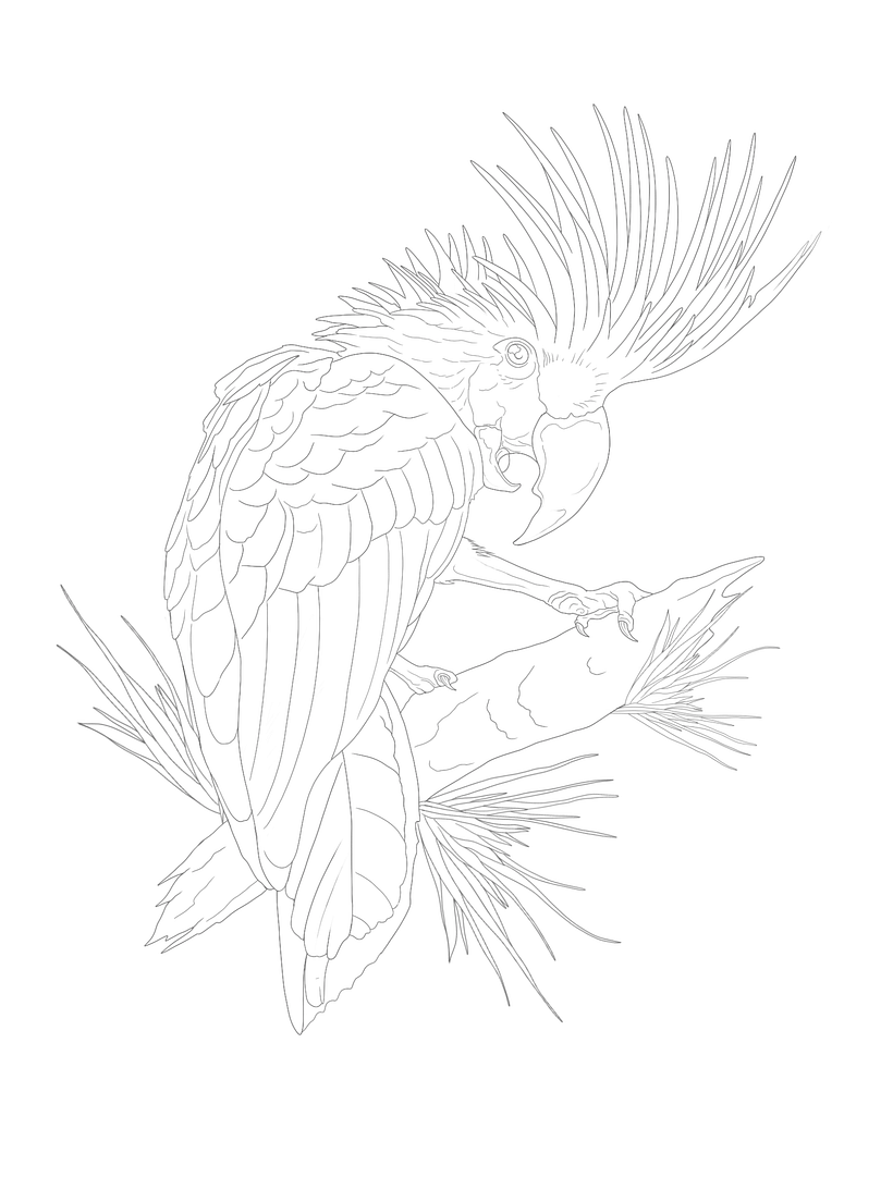 Lineart