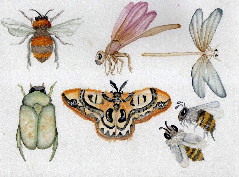 Mi Proyecto del curso: Dibujo y composición naturalista en acuarela 4