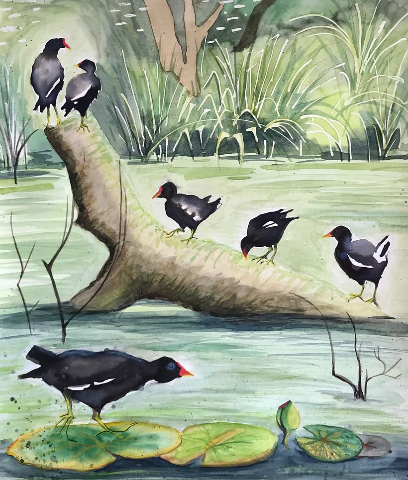 My project in Illustrating Nature: Palmers Rough Pond 1