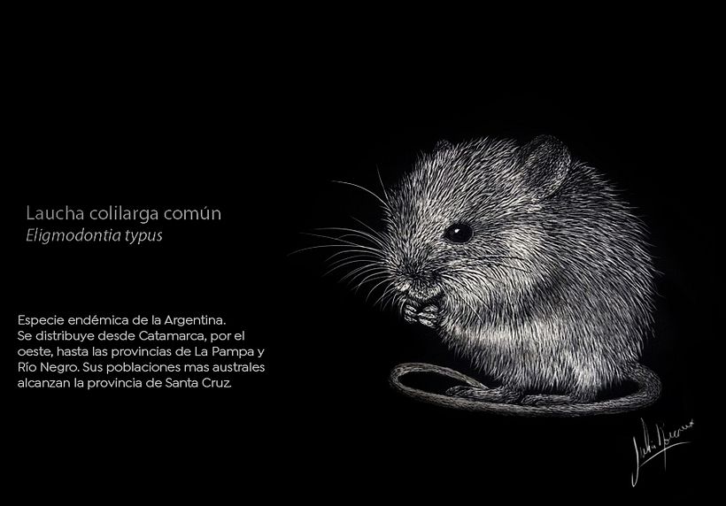 Laucha colilarga común (Eligmodonthia typus) 7
