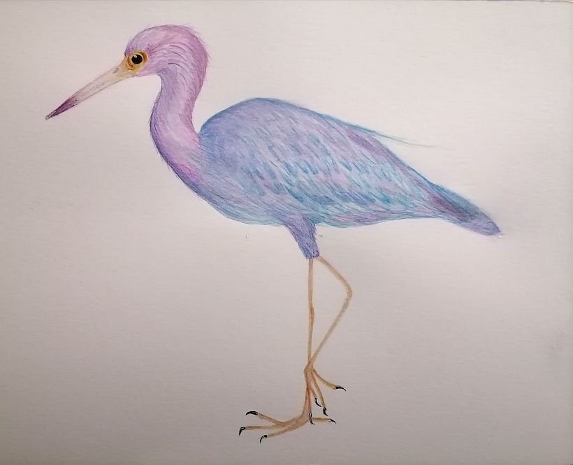 Mi Proyecto del curso: Ilustración naturalista de aves con acuarela 1